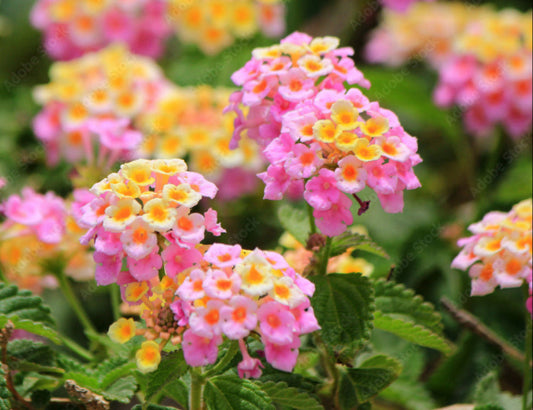 Ildkrone - Lantana Rosa