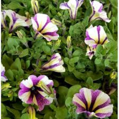 Petunia stribet Hvid/Lilla