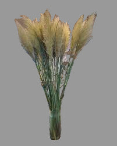 Pampas - Cortaderia 130 cm