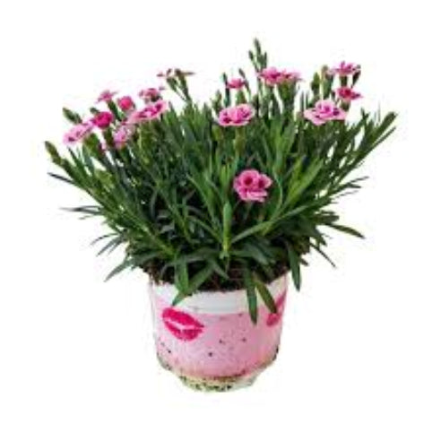 Nellike Pink Kisses - 10 cm potte
