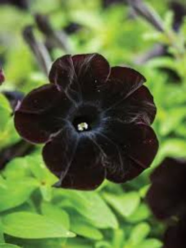 Petunia sort