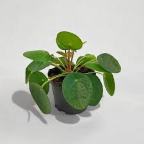 Pilea