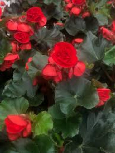 Knoldbegonia Rød