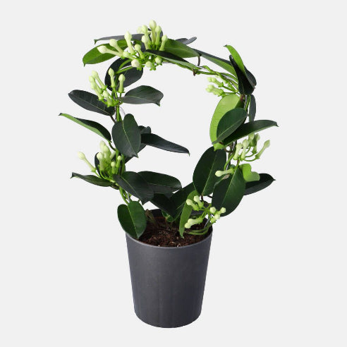 Duftranke (Stephanotis) – elegante, duftende hvide blomster