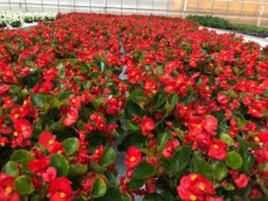 Isbegonia Rød