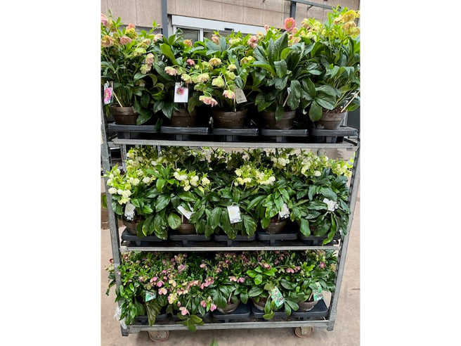 Juleroser HVID - Helleborus KÆMPE