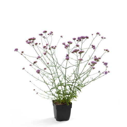 Kæmpe Verbena