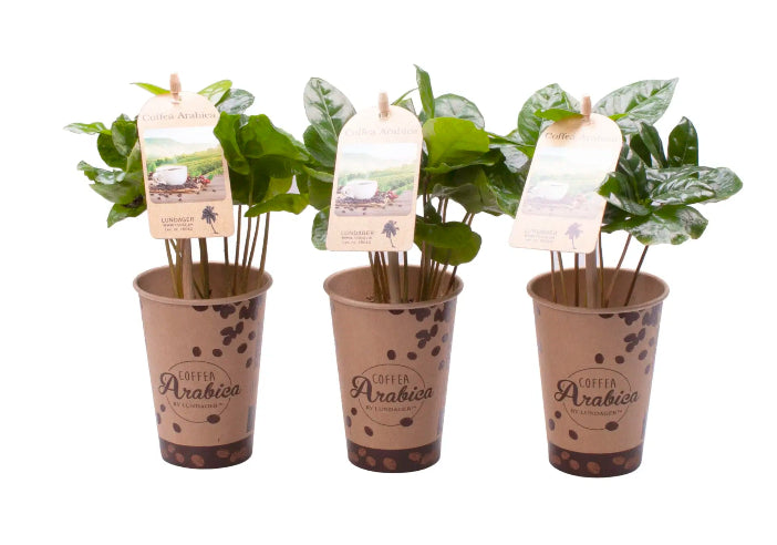 Stueplante Coffea Arabica