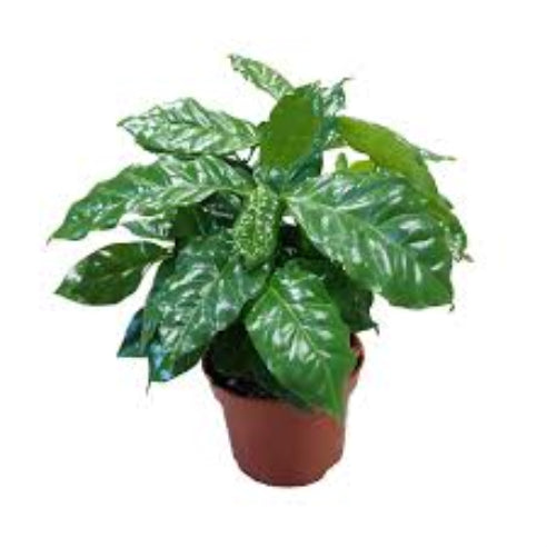 Kaffeplante - Coffea Arabica