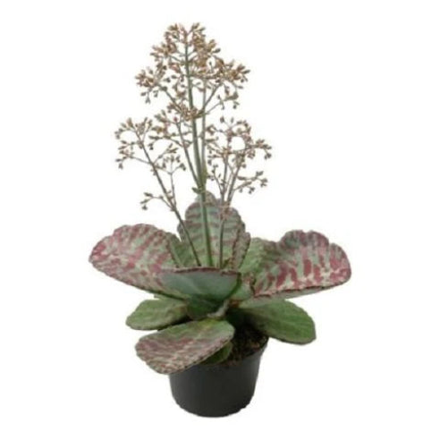 Kalanchoe sukkulent