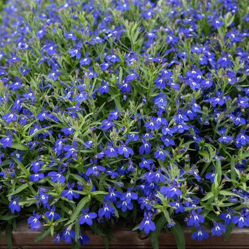 Kantlobelia