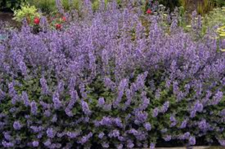 Nepeta (Katteurt) Staude