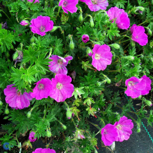 Geranium - Storkenæb rosa