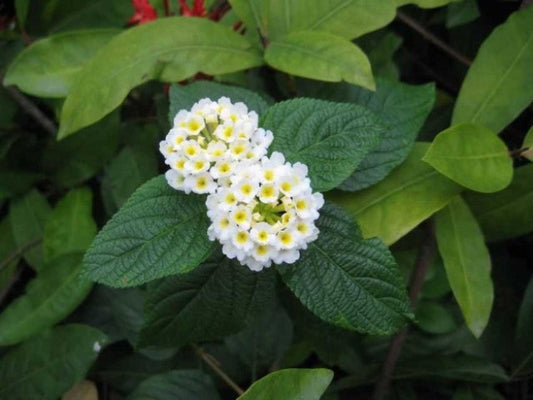 Ildkrone - Lantana Hvid/gul