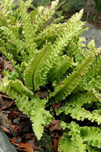 Hjortetunge-bregne - Asplenium Scolopendrium