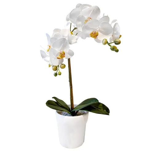 Hvid 1-gr. Orkide (uden potte)