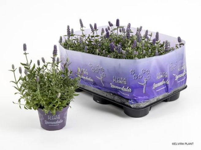 Lavendel Hidcote blue