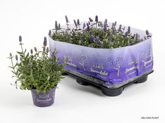 Lavendel Hidcote blue