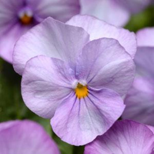 Hornviol Lavender