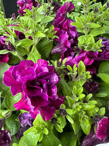 Petunia dobbelt Lilla