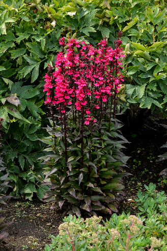 Lobelia Deep Rose (Kardinalblomst eller Staude-lobelia)