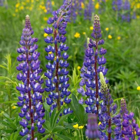 Staude Lupiner