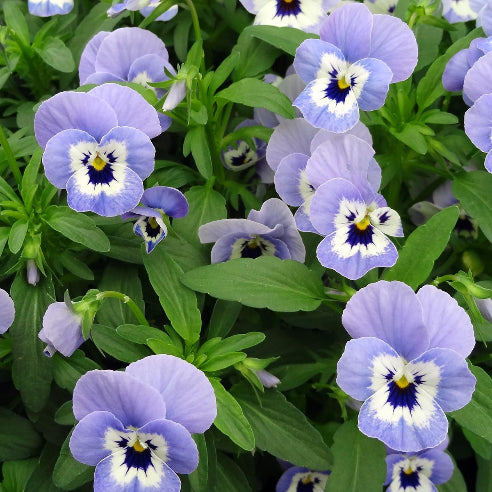 Hornviol Marina