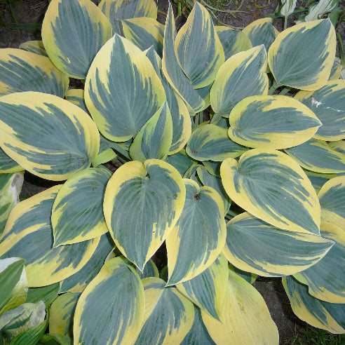 Hosta