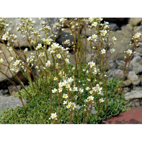 Saxifraga paniculata Hvid