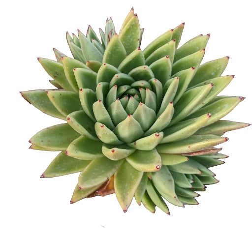 Echeveria Agavoides