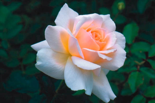 Morten Korch have duft rose