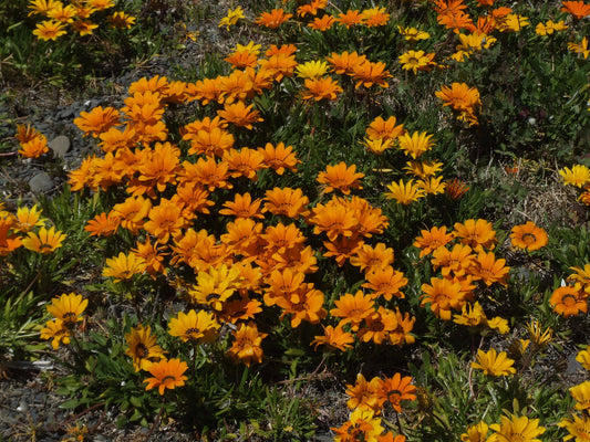 Spansk Margurit Orange/Brun