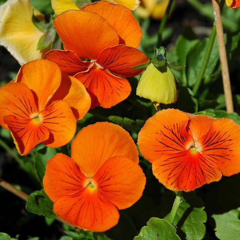 Hornviol Orange