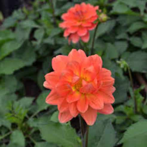 Dahlia peach