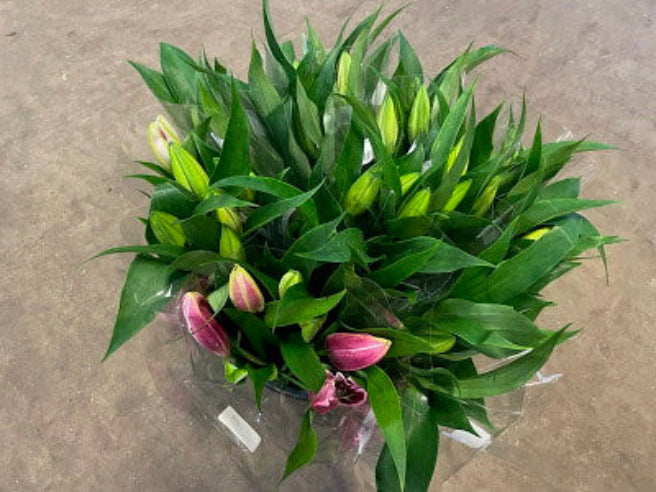 Rosa orientalske liljer i bundt