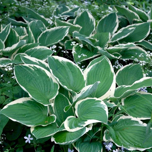 Hosta