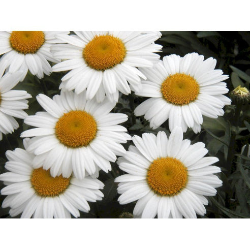 Leucanthemum Broadway Lights - KÆMPE Margurit