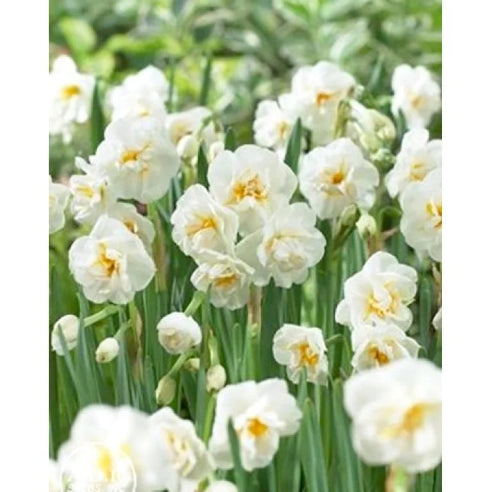 Narcisser - Bridal crown