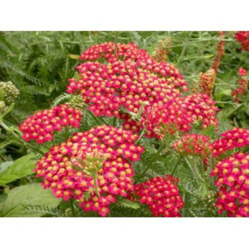 Røllike Staude Rød  - Achillea Millefolium