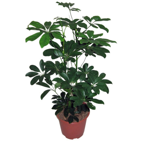Paraply plante  - Schefflera
