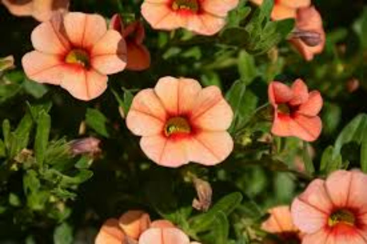 Petunia Peach- Calibrachoa Million bells