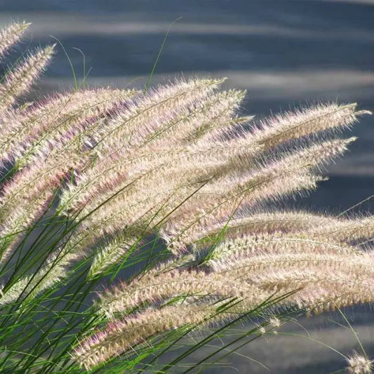 Pennisetum Hamlemn - Prydgræs