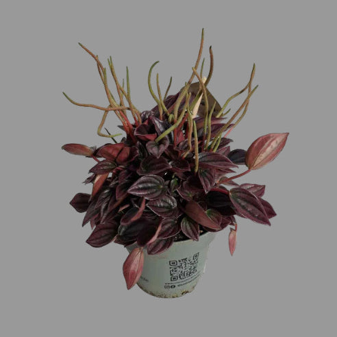 Peperomia Cayenne - Musehale Rød
