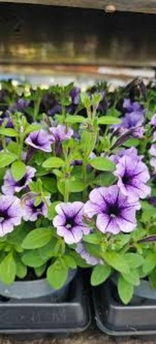 Petunia støvet lilla