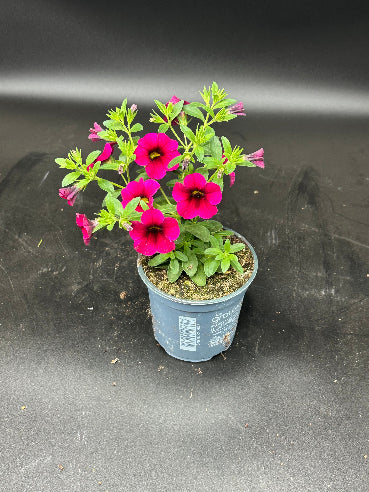 Petunia Pink