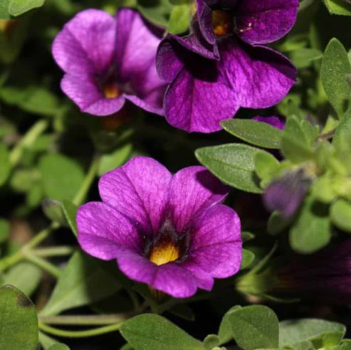 Petunia Lilla- Calibrachoa Million bells