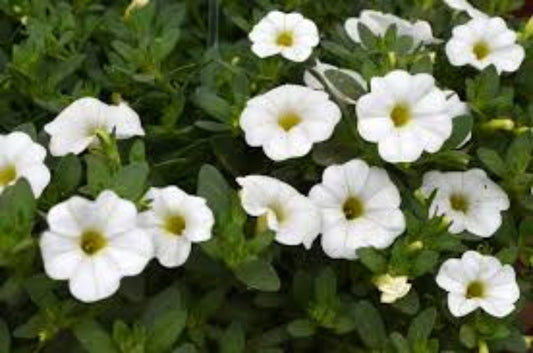 Petunia Hvid- Calibrachoa Million bells