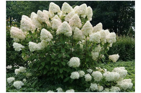 Phantom Hydrengea Paniculata