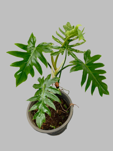 Philendendron Mayoi