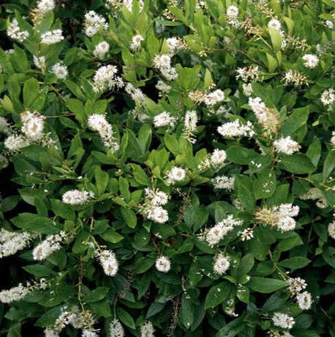 photinia prydbusk hvid